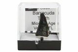 1" Fossil Miocene-Aged Barracuda Teeth - Venice, Florida - Photo 3